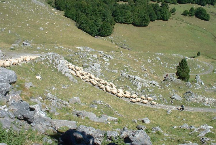 Charcuterie des Pyrénées, Fromage fermier des Pyrénées, Ossau Iraty fermier, Salaison artisanale du Béarn, Yaourth fermier des Pyrénées